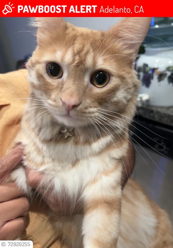 Lost Male Cat last seen Bellevue, Adelanto, CA 92301