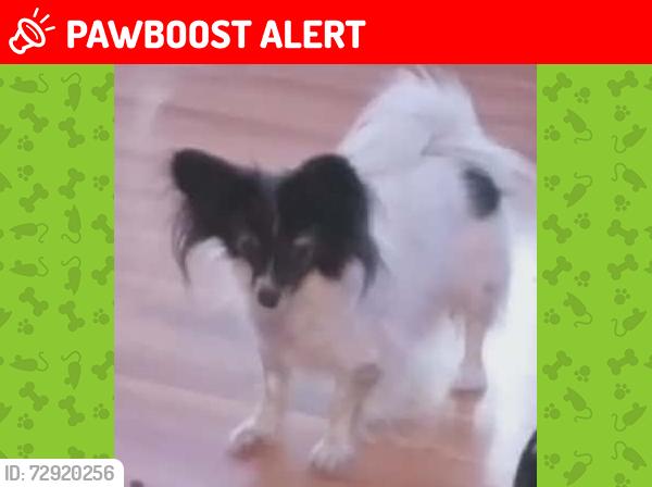 Lost Female Dog last seen Lassen drive and Sumpter, Colorado Springs, CO 80910