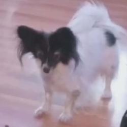 Lost Female Dog last seen Lassen drive and Sumpter, Colorado Springs, CO 80910