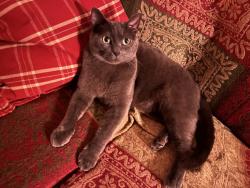 Lost Male Cat last seen W Newport and N Lavergne, Chicago, IL 60641