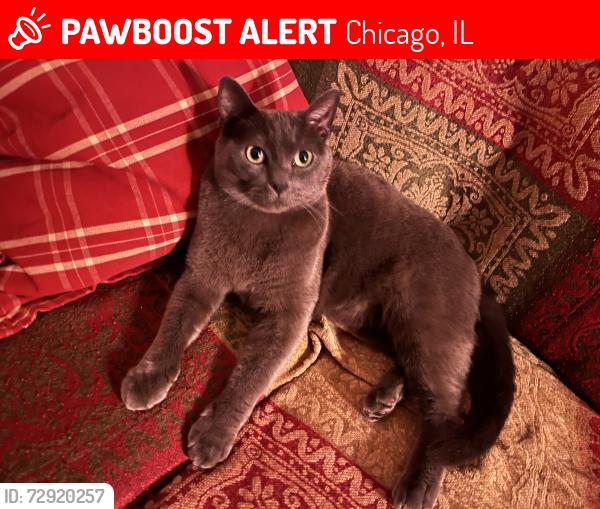 Lost Male Cat last seen W Newport and N Lavergne, Chicago, IL 60641