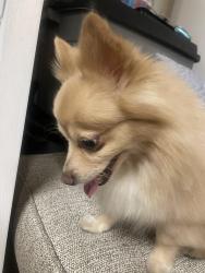 Reunited Male Dog last seen Antelope Rd Rusch Park, Sacramento County, CA 95621