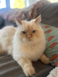 Reunited Male Cat last seen 39’th, Seattle, WA 98136