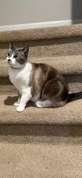 Lost Female Cat last seen Wilderness Rim, North Bend, WA 98045