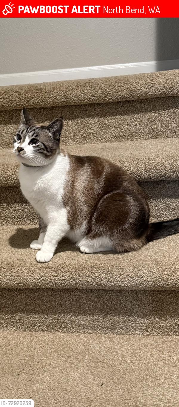 Lost Female Cat last seen Wilderness Rim, North Bend, WA 98045