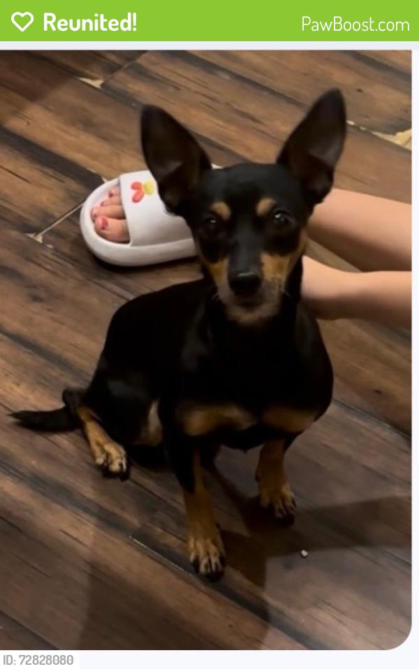Reunited Male Dog last seen 127th ave and Cactus Rd, El Mirage, AZ 85335