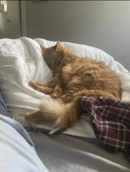 Reunited Male Cat last seen Near Hayes ct, Charlotte, NC 28205