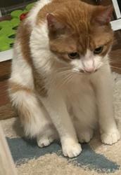 Reunited Male Cat last seen 21st Ave SW, Rochester, MN 55902, USA, Rochester, MN 55902