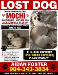 Lost Male Dog last seen Inside the Southern Oaks neighborhood (Mandarin/Southside area), Jacksonville, FL 32256
