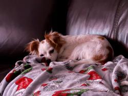 Reunited Female Dog last seen Nebraska Ave palm harbor fl , Palm Harbor, FL 34683