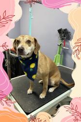 Reunited Female Dog last seen W Mount Comfort Road & Garland Ave. by the Harp’s, Fayetteville, AR 72703