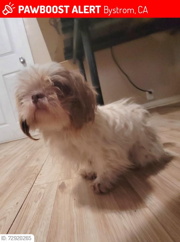 Lost Female Dog last seen Nadine ave and Herndon rd hatch rd , Bystrom, CA 95351