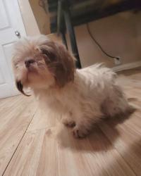 Lost Female Dog last seen Nadine ave and Herndon rd hatch rd , Bystrom, CA 95351