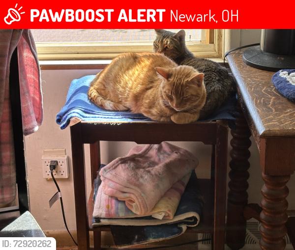 Lost Male Cat last seen Kim Ave & 40th St, Newark, OH 43055