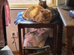 Lost Male Cat last seen Kim Ave & 40th St, Newark, OH 43055