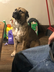Lost Male Dog last seen Garden & Westmoreland, Peoria, IL 61605
