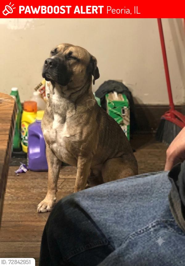 Lost Male Dog last seen Garden & Westmoreland, Peoria, IL 61605