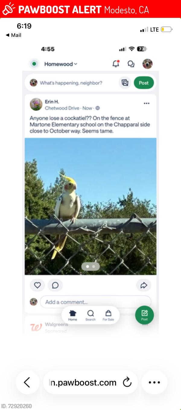 Lost Male Bird last seen Temperate ave modesto, Modesto, CA 95358