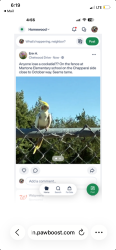 Lost Male Bird last seen Temperate ave modesto, Modesto, CA 95358