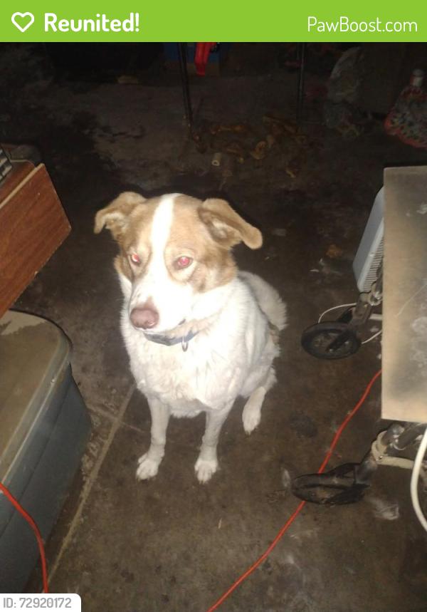 Reunited Male Dog last seen Woodward Ave, Manteca, CA 95337