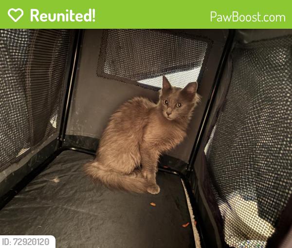 Reunited Female Cat last seen Near E Don Carlos, Tempe, AZ 85281, USA, Tempe, AZ 85281
