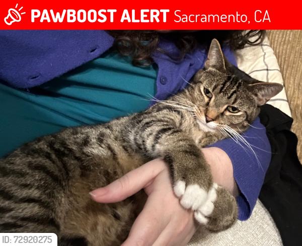 Lost Male Cat last seen Occidental and Lake Forest, Sacramento, CA 95826