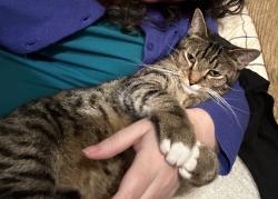 Lost Male Cat last seen Occidental and Lake Forest, Sacramento, CA 95826