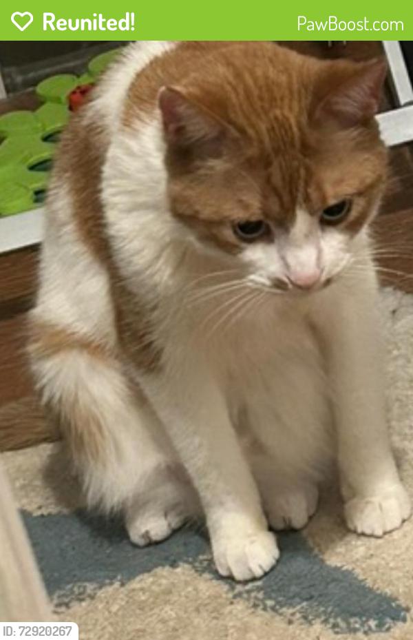 Reunited Male Cat last seen 21st Ave SW, Rochester, MN 55902, USA, Rochester, MN 55902
