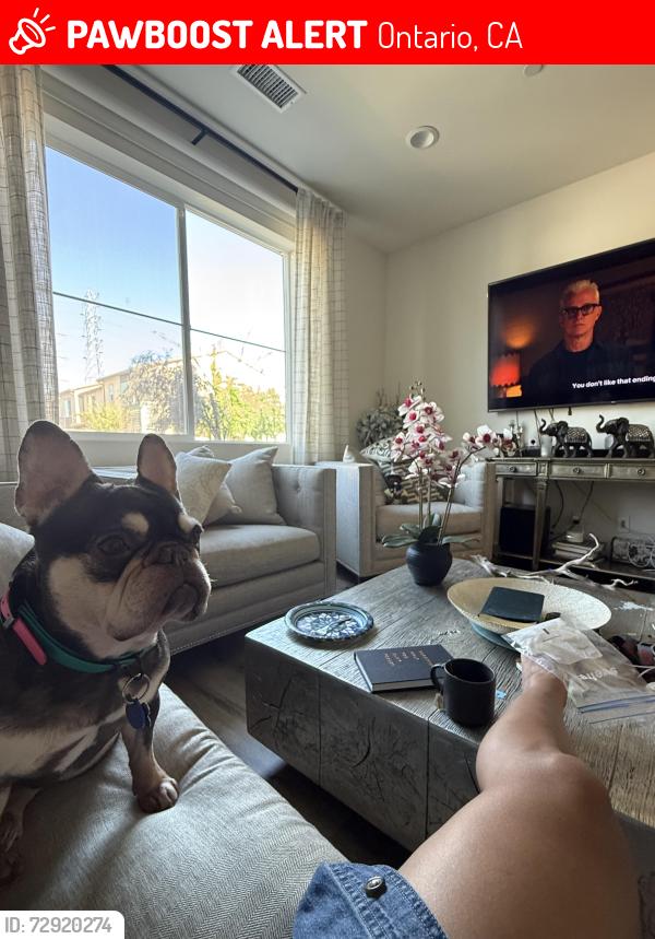 Lost Female Dog last seen Moonlight st , Ontario, CA 91761