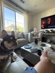 Lost Female Dog last seen Moonlight st , Ontario, CA 91761