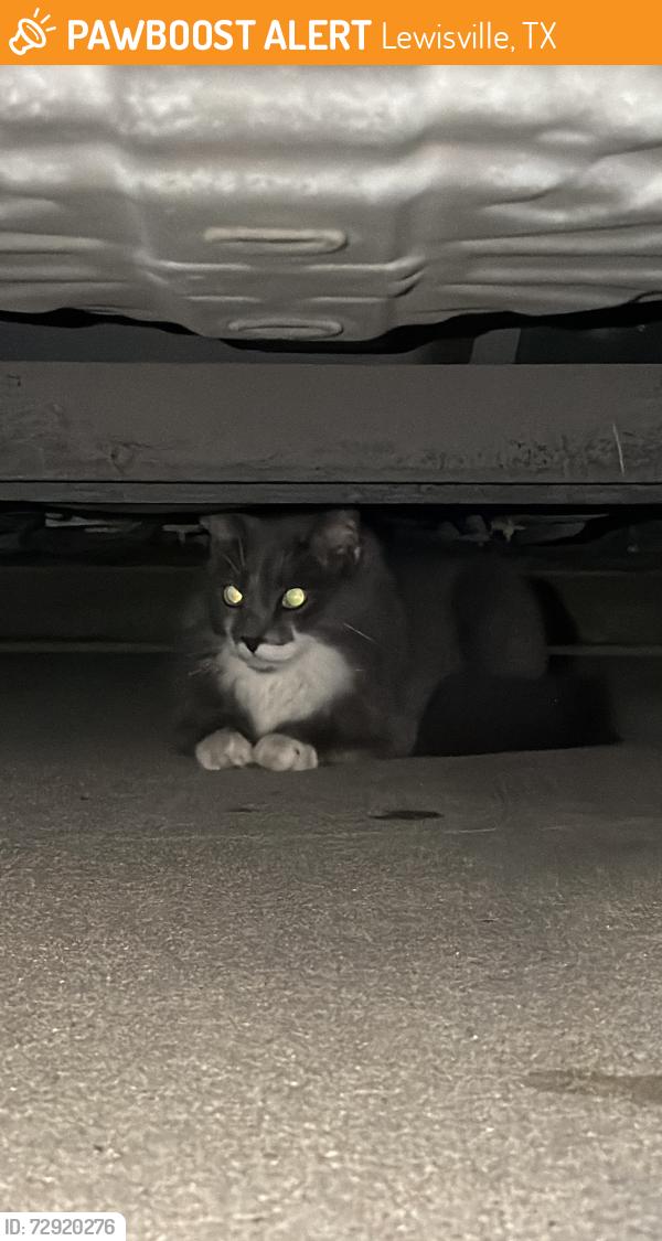 Found/Stray Unknown Cat last seen Pointe At Vista Ridge, Lewisville, TX 75067