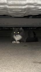 Found/Stray Unknown Cat last seen Pointe At Vista Ridge, Lewisville, TX 75067