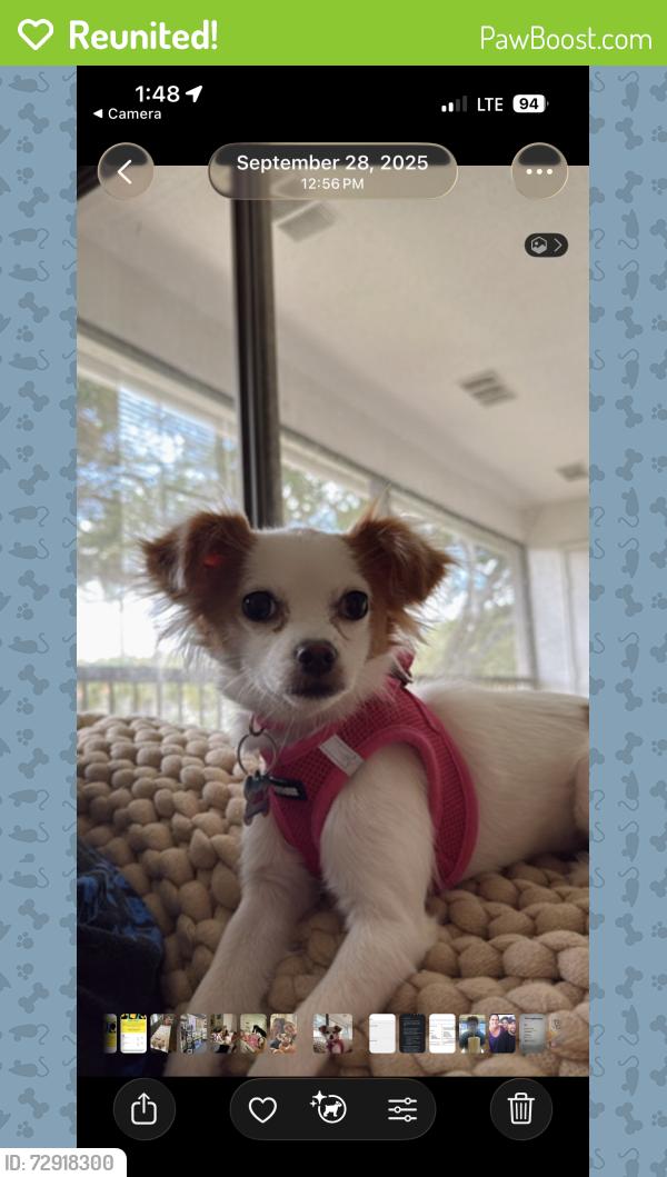 Reunited Male Dog last seen Nebraska ave and CR1, Palm Harbor, FL 34683