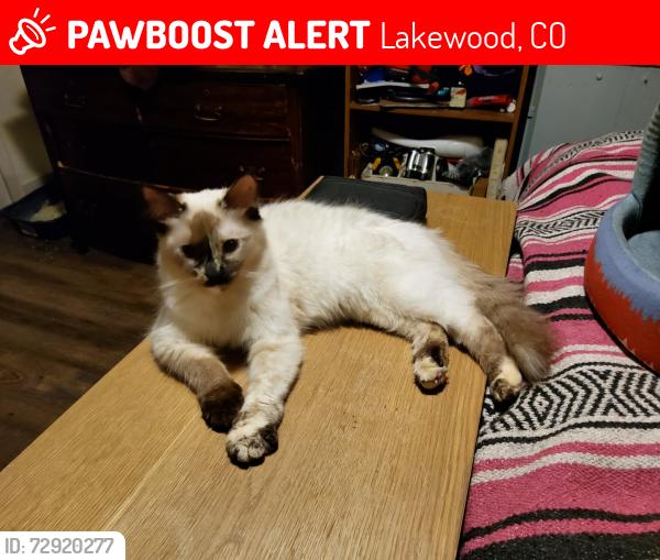 Lost Female Cat last seen Clear Creek Dr and Youngfield Service Rd, Lakewood, CO 80401