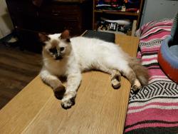 Lost Female Cat last seen Clear Creek Dr and Youngfield Service Rd, Lakewood, CO 80401