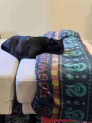 Reunited Male Cat last seen Near S Lowe Peak Dr, Riverton, UT 84096