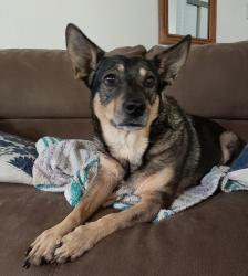 Reunited Female Dog last seen Community Dr and Sylvan Rd, Citrus Heights, CA 95610