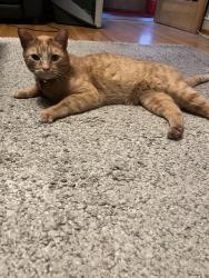 Reunited Male Cat last seen Near street, Edmonton, AB T6E 1M9
