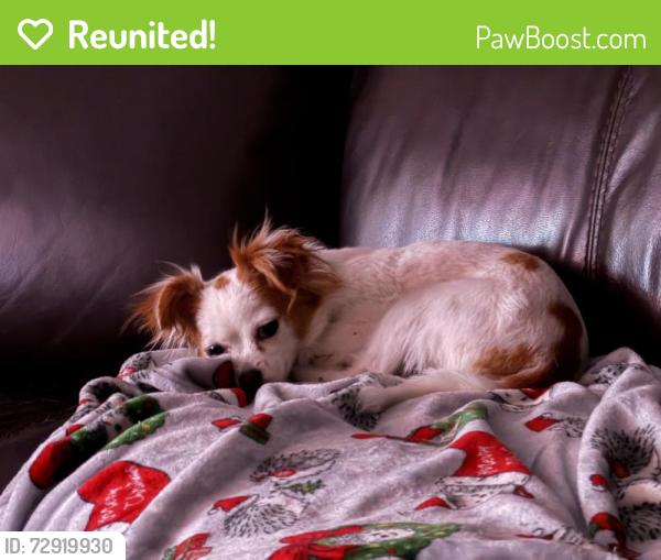 Reunited Female Dog last seen Nebraska Ave palm harbor fl , Palm Harbor, FL 34683