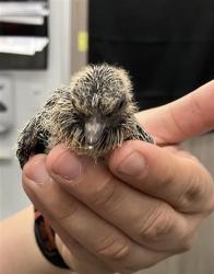 Shelter Stray Unknown Bird last seen Near BLOCK N CYPRESS AVE, FRESNO CA 93727 3684, Fresno, CA 93727