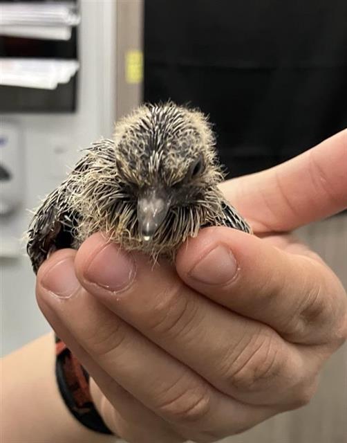 Shelter Stray Unknown Bird last seen Near BLOCK N CYPRESS AVE, FRESNO CA 93727 3684, Fresno, CA 93727