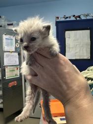 Shelter Stray Female Cat last seen Near BLOCK SHERMAN PEAK DR, BAKERSFIELD CA 93308, Bakersfield, CA 93308