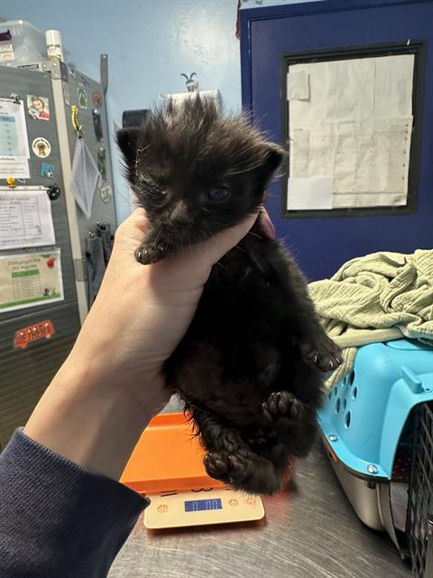 Shelter Stray Male Cat last seen Near BLOCK SHERMAN PEAK DR, BAKERSFIELD CA 93308, Bakersfield, CA 93308