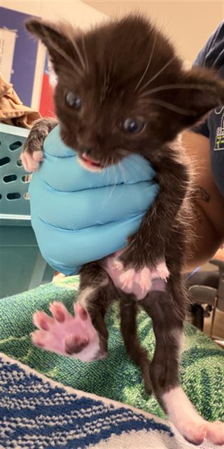 Shelter Stray Male Cat last seen Near BLOCK EARLENE AVE, BAKERSFIELD CA 93304, Bakersfield, CA 93308