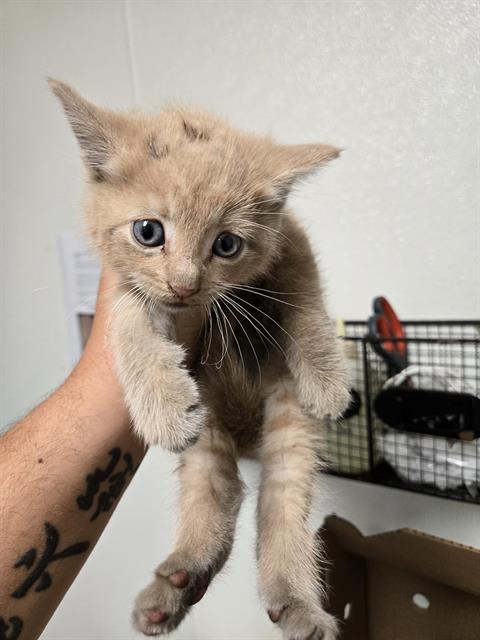 Shelter Stray Male Cat last seen Near BLOCK CALLOWAY DR, BAKERSFIELD CA 93312, Bakersfield, CA 93308