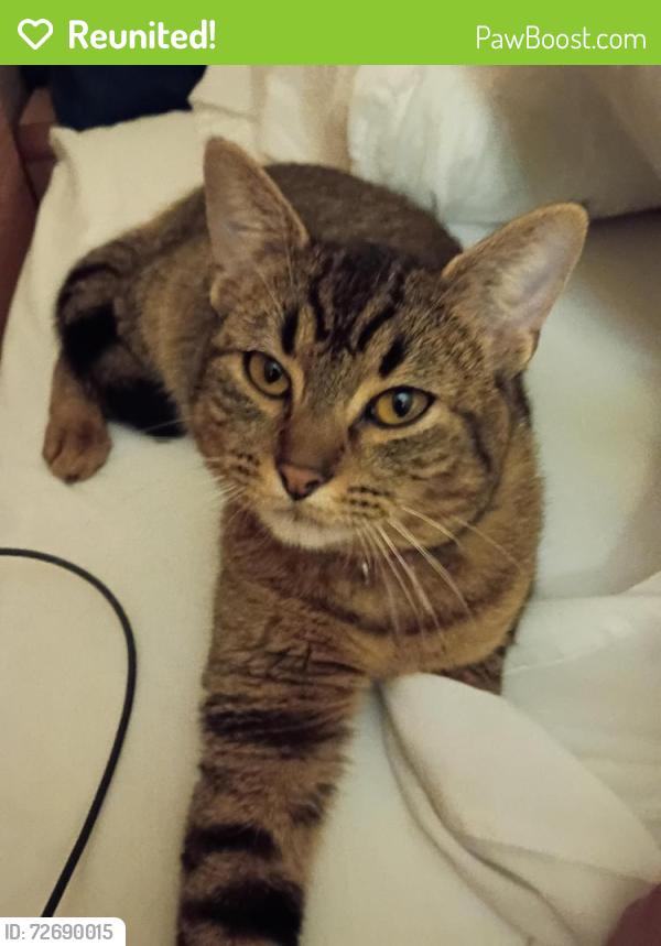 Reunited Female Cat last seen Grant St, Concord, CA 94520, USA, Concord, CA 94520