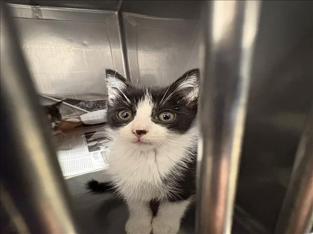 Shelter Stray Male Cat last seen , Chatsworth, CA 91311