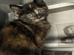 Shelter Stray Female Cat last seen , Chatsworth, CA 91311