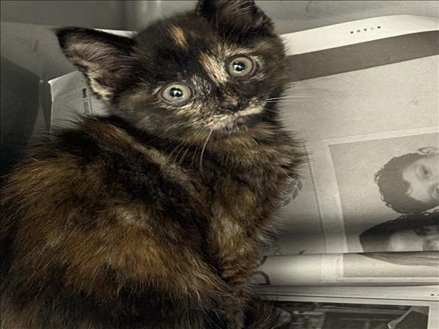 Shelter Stray Female Cat last seen , Chatsworth, CA 91311