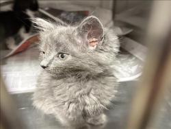 Shelter Stray Female Cat last seen , Chatsworth, CA 91311